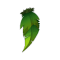 Green Piwi Cape