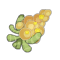 Quisnoa