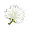 Evil Dandelion Flower